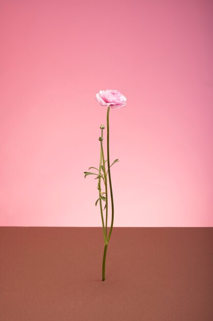 Nature morte aux feuilles et fleurs colorées