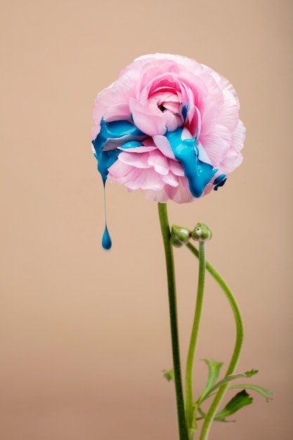 Photo gratuite nature morte aux feuilles et fleurs colorées