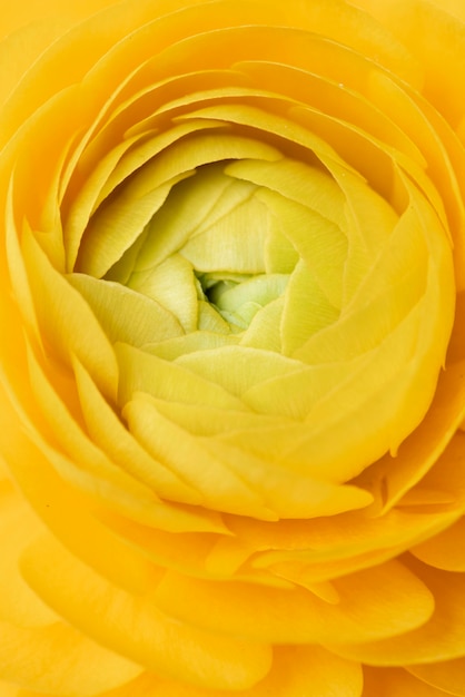 Photo gratuite nature morte gros plan de fleur à l'intérieur