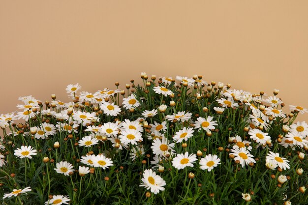 Nature morte de marguerites