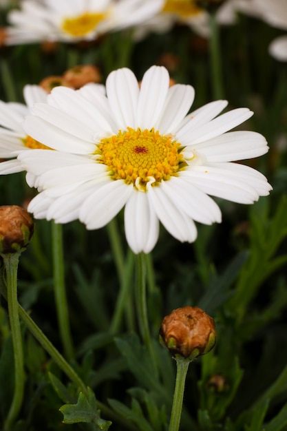 Photo gratuite nature morte de marguerites