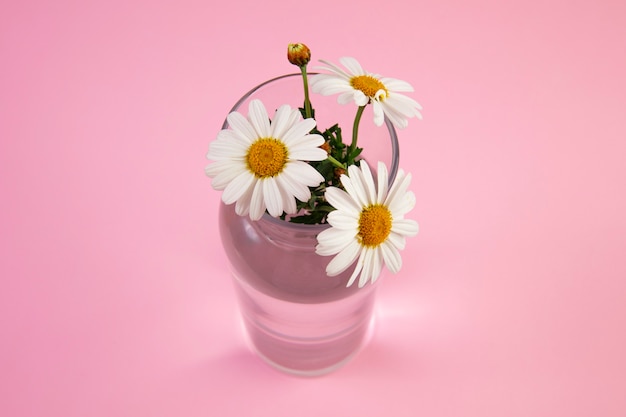 Photo gratuite nature morte de marguerites