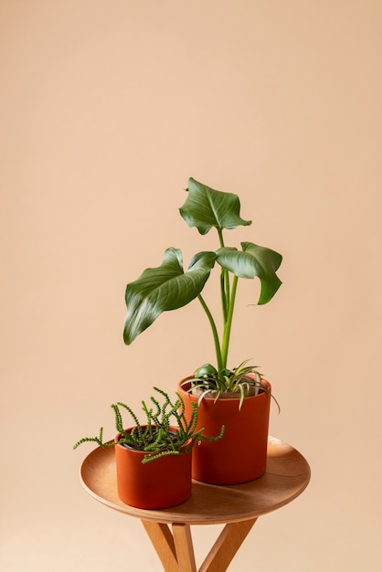 Photo gratuite nature morte avec des plantes d'intérieur