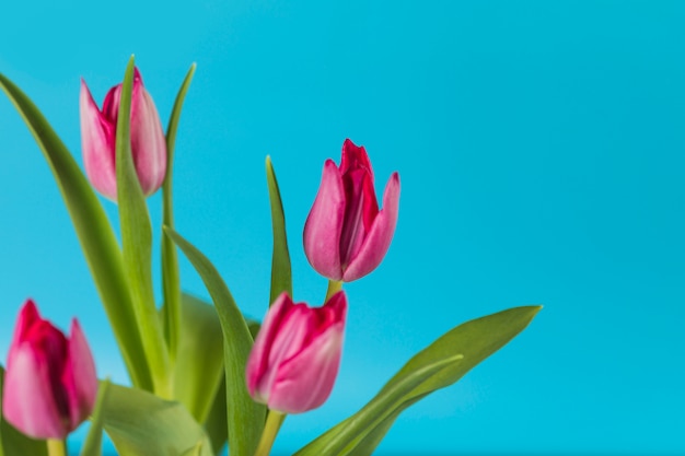 Nature morte de plantes et de jardins