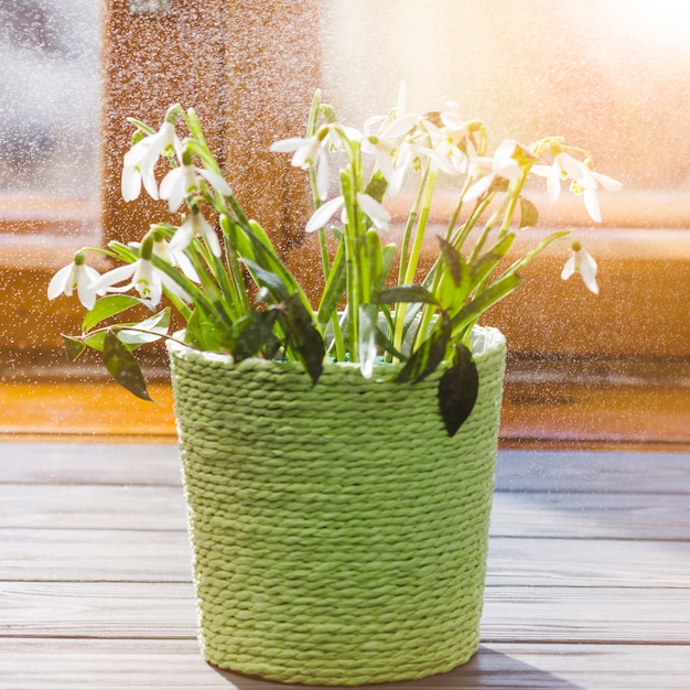 Nature morte de plantes et de jardins