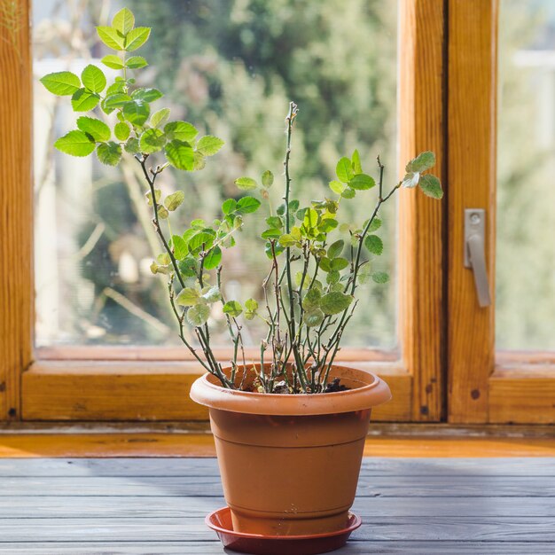 Nature morte de plantes et de jardins