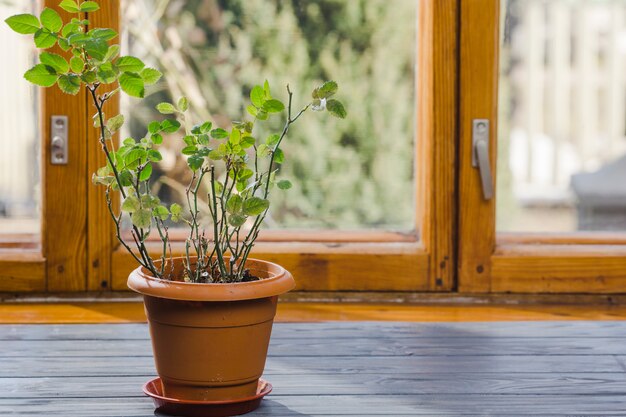 Nature morte de plantes et de jardins