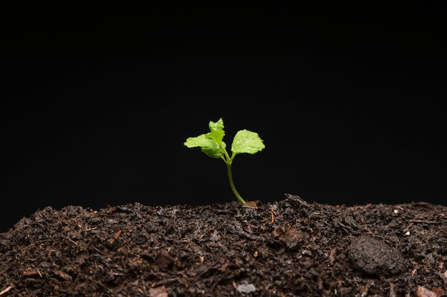 Nature morte de semis en croissance