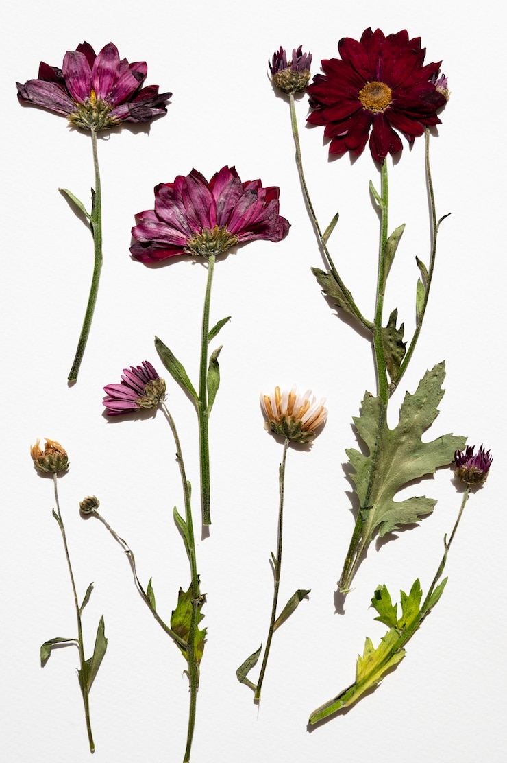 Photo gratuit nature morte de la technique de la presse à fleurs