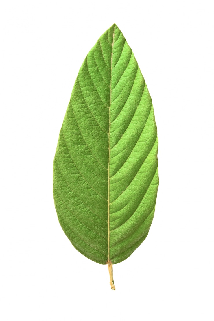 Photo gratuit nature motif vert saison de fond