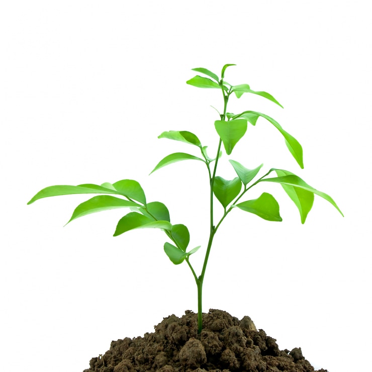 Photo gratuit nature pousse la saleté jeune plant