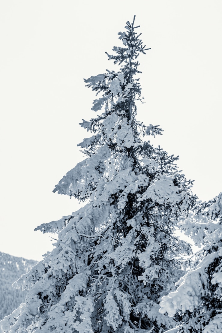 Photo gratuit neige dans l'arbre