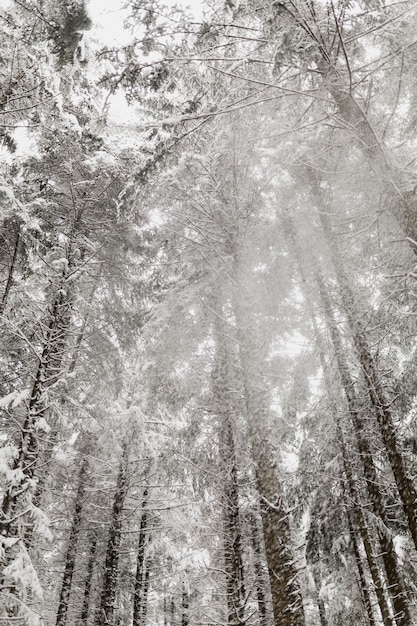 Neige qui tombe des arbres