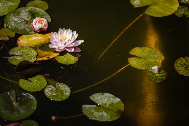 Nénuphar violet en fleur pendant la journée