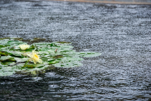 Nénuphars sur un jour de pluie
