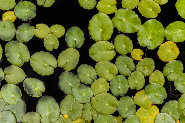 Nénuphars à la surface d&#39;un étang