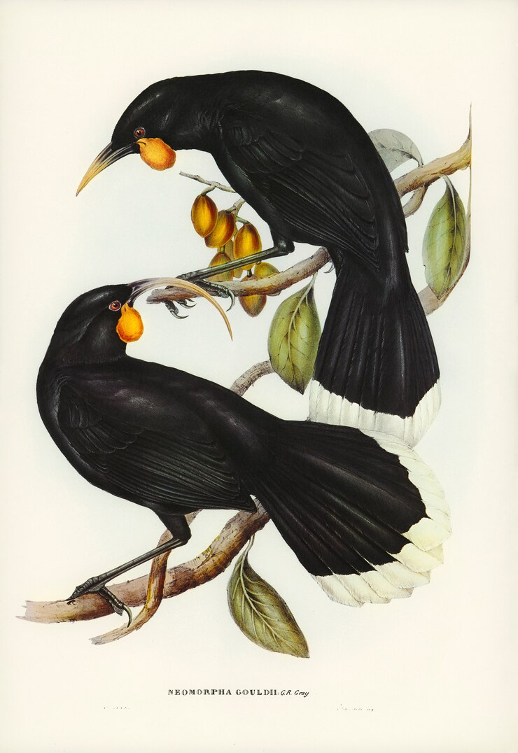 Photo gratuit neomorpha (neomorpha gouldii) illustré par elizabeth gould