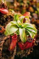 Photo gratuite nepenthes, plante tropicale carnivore