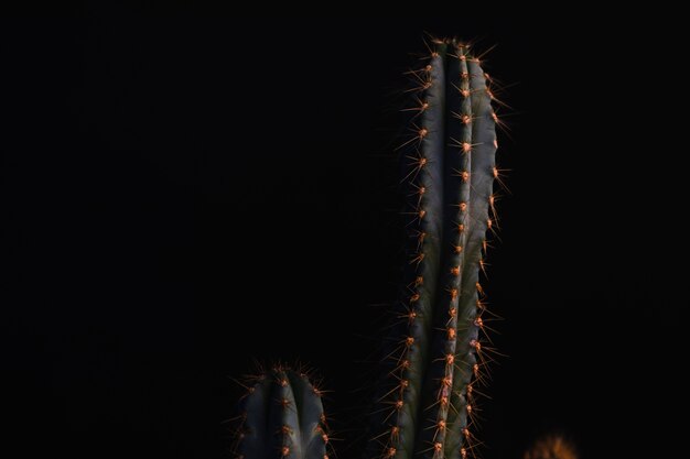 Nice cactus sur noir