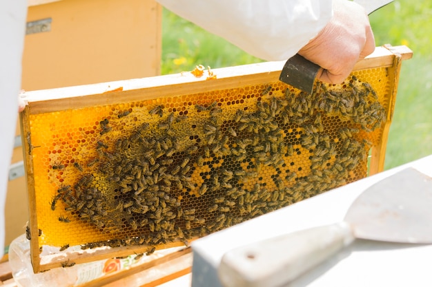 Photo gratuite nid d'abeille avec abeilles