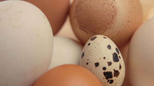 Nid avec des oeufs différents Oeufs de Pâques dans le nid agrandi