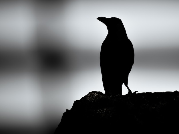 Photo gratuite niveaux de gris d'une silhouette de corbeau debout sur un rocher