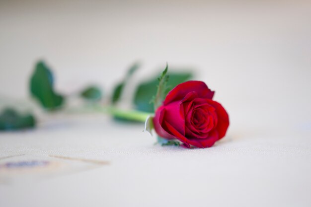 noel rose Saint Valentin rouge noël