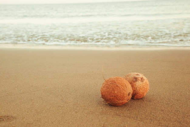 Noix de coco au rivage