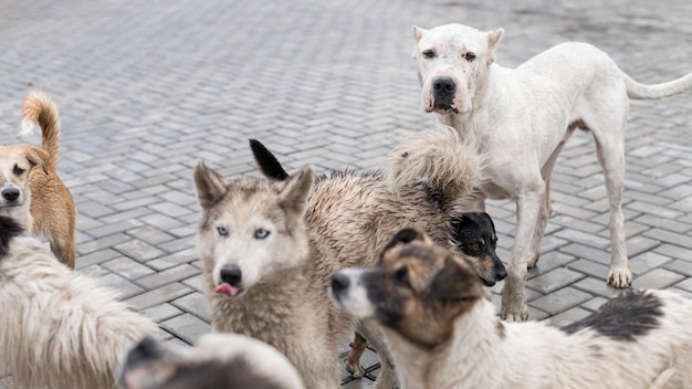 Photo gratuite de nombreux chiens de sauvetage au refuge attendent d'être adoptés