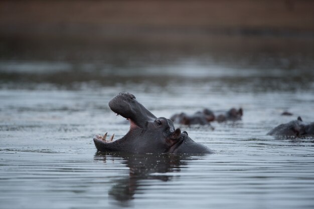 Énorme hippopotame dans le lac avec une grande bouche ouverte