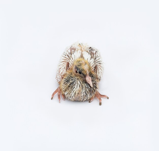 Vue Rapprochee D Un Petit Bebe Pigeon Noir Photo Premium Vue Rapprochee D Un Petit Bebe Pigeon Noir Photo Premium