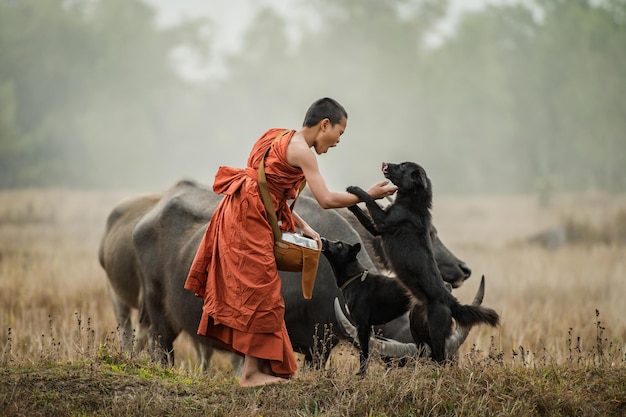 Photo gratuite un novice se promène avec un buffle et un chien dans le pré.