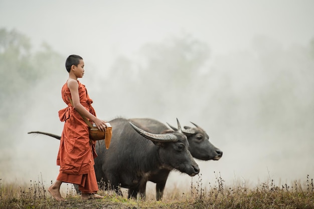 Photo gratuite un novice se promène et il y a des buffles dans le pré.