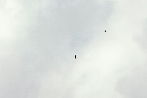 Nuages blancs avec des oiseaux dans le ciel