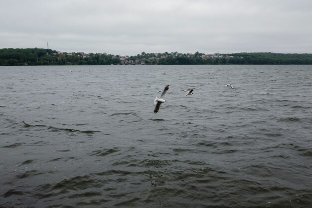 Nuageux paysage avec le vol des mouettes