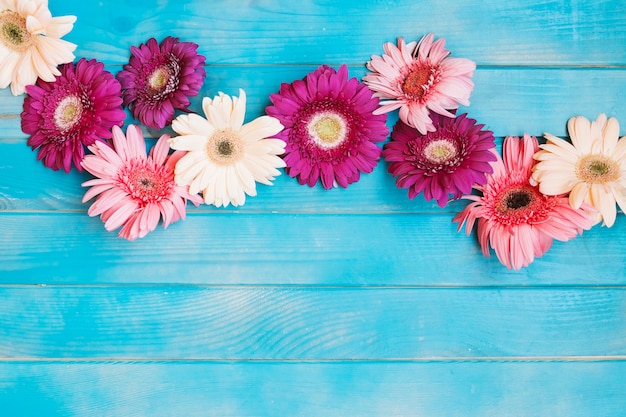 Photo gratuite nuances de fleurs roses sur la table bleue