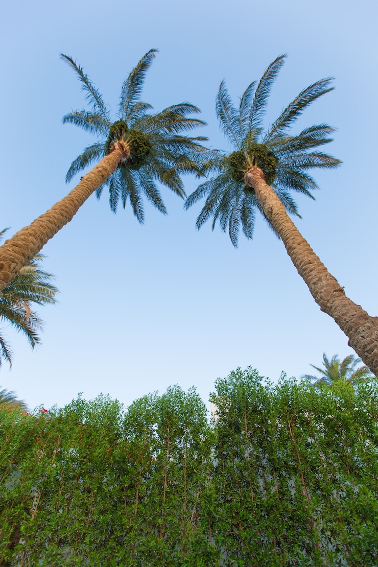 Photo gratuit oasis verte