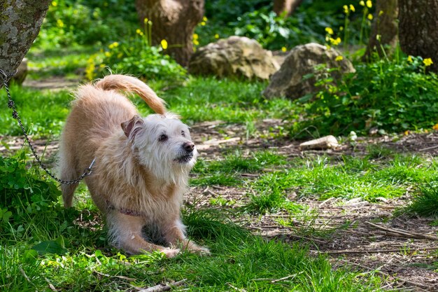 Obéissant chien beige attendant son propriétaire avec impatience dans la campagne maltaise.