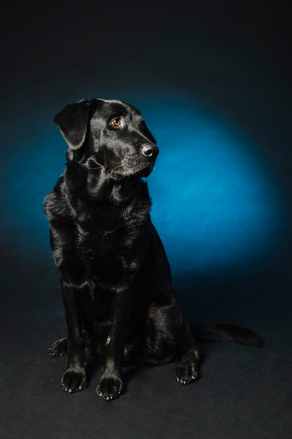 Photo gratuite obéissant chien noir