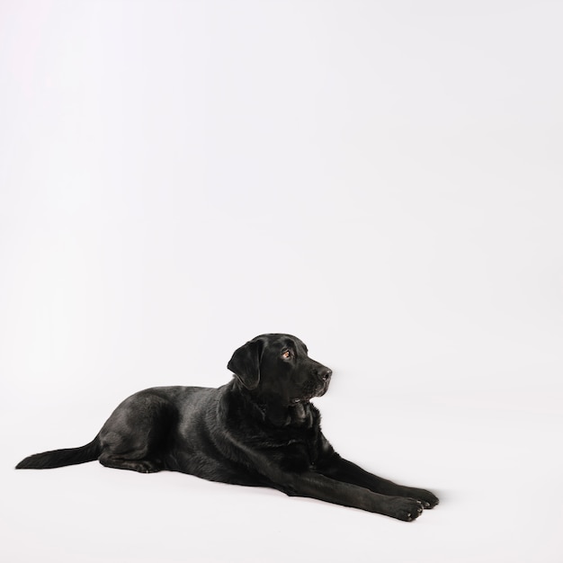 Photo gratuite obéissant labrador allongé sur blanc