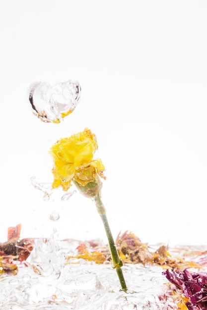 Photo gratuite oeillet jaune tombant dans l'eau