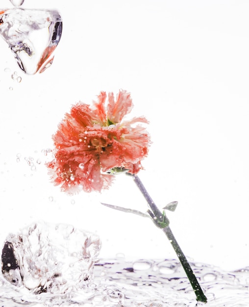 Photo gratuite oeillet orange tombant dans l'eau