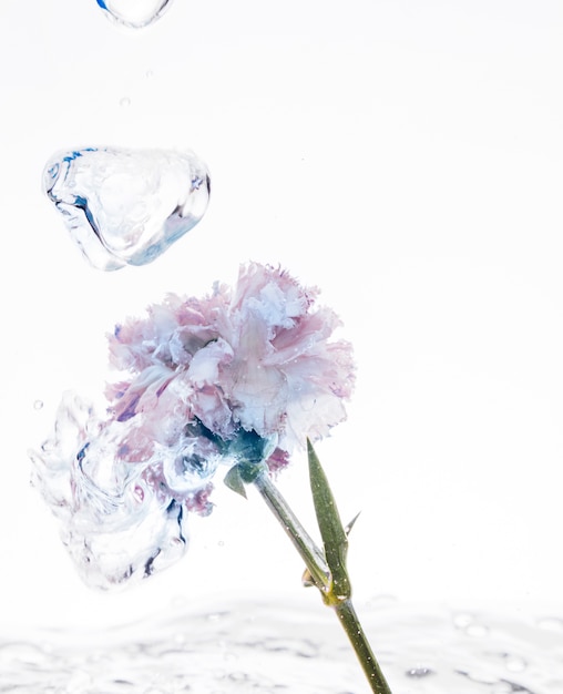 Photo gratuite Œillet pourpre tombant dans l'eau