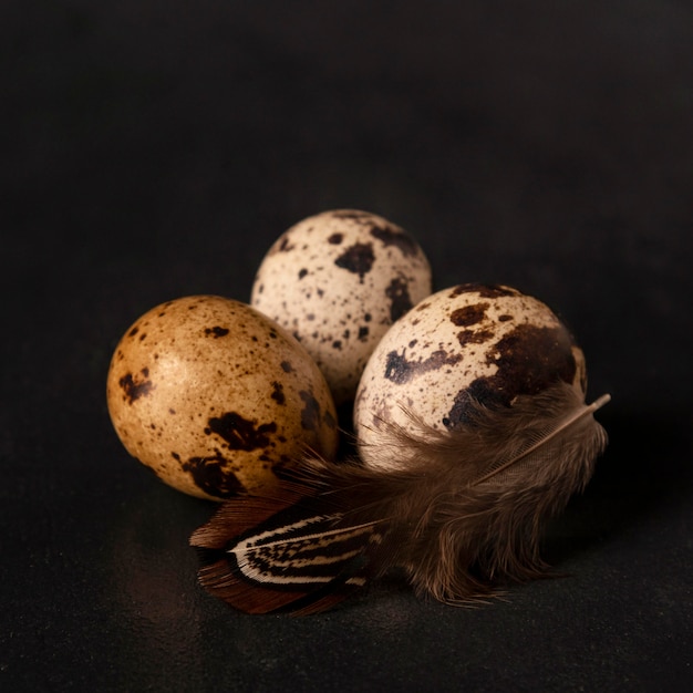 Oeufs de caille gros plan avec plume