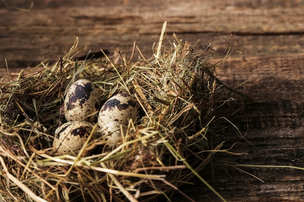 Oeufs de caille sur un nid