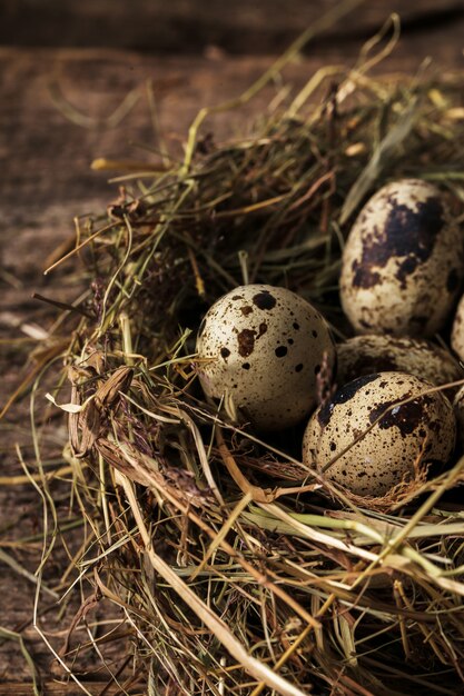 Oeufs de caille sur un nid