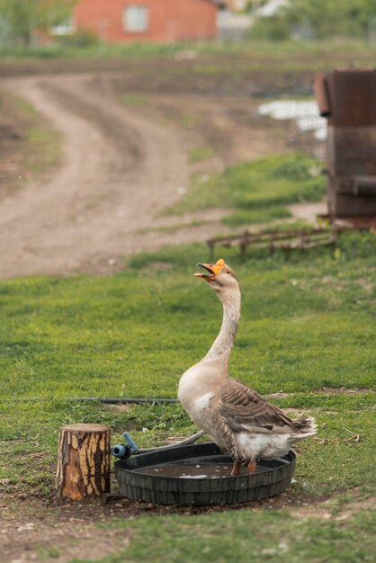 Oie dans une ferme écologique