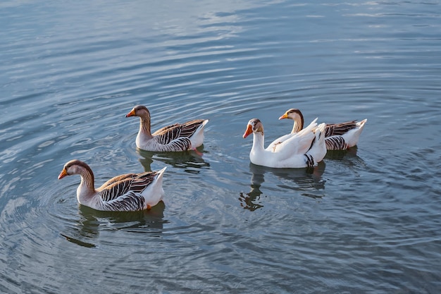 Photo gratuite les oies locales domestiques nagent dans un étang dans une ferme d'oie libre mise au point sélective sur de beaux oiseaux concept de ferme écologique