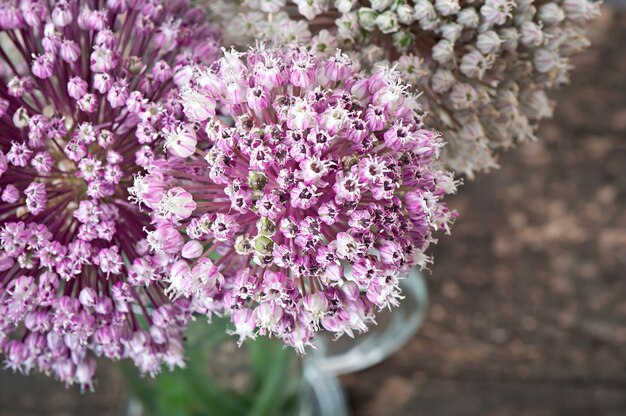 Oignon fleurs sur une vieille table en bois