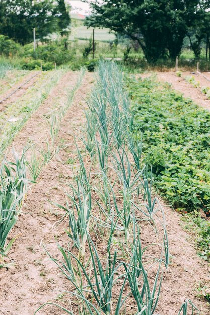 Oignon vert de plus en plus dans le jardin